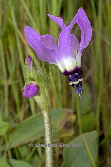 primula clevelandii var patula 1 graphic